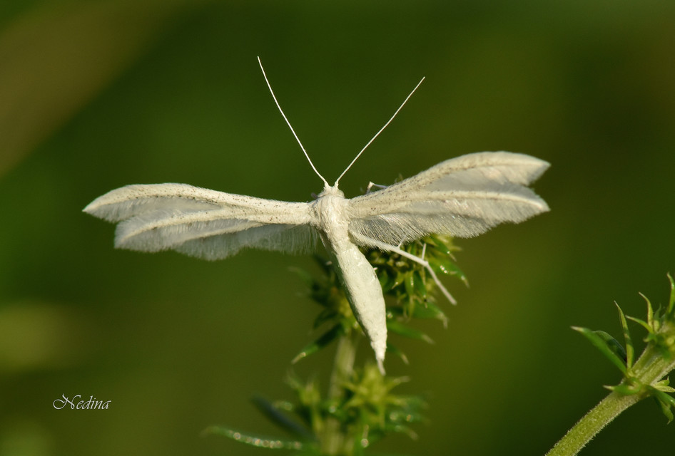 Pterophorus pentadactyla - fehér tollasmoly