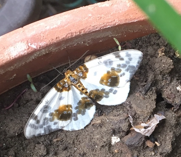 Abraxas sylvata - sárgafoltos araszoló