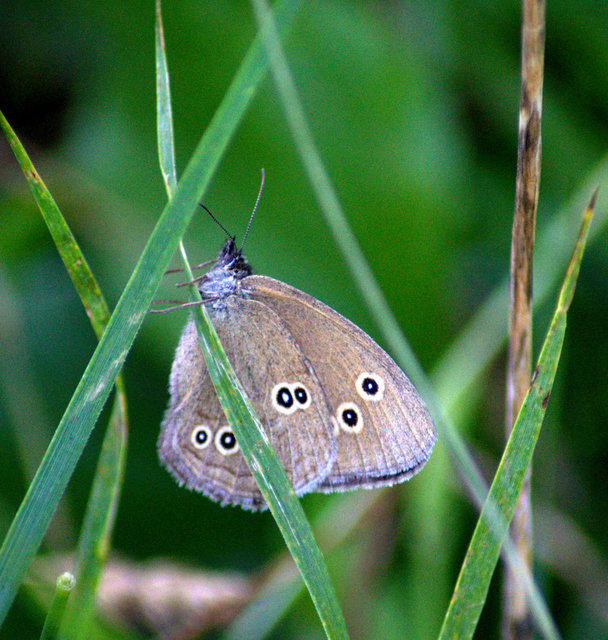 Aphantopus hyperanthus - közönséges ökörszemlepke
