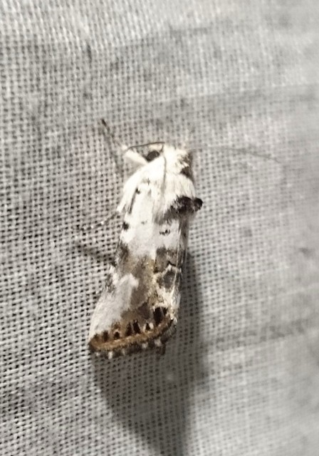 Calophasia opalina - barnafoltú fehérbagoly