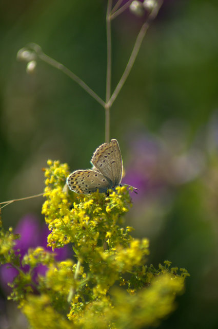 Plebejus argyrognomon - tintakék boglárka