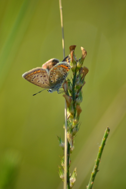 Polyommatus icarus - közönséges boglárka