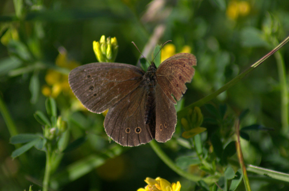 Aphantopus hyperanthus - közönséges ökörszemlepke