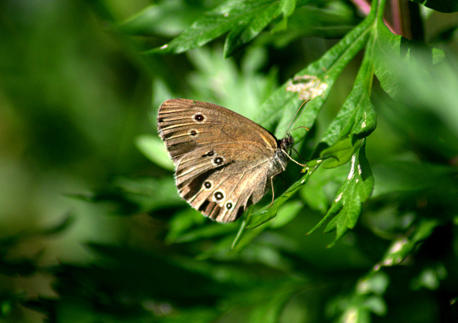Aphantopus hyperanthus - közönséges ökörszemlepke