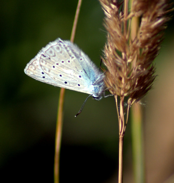 Polyommatus daphnis - csipkés boglárka