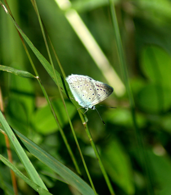 Polyommatus daphnis - csipkés boglárka