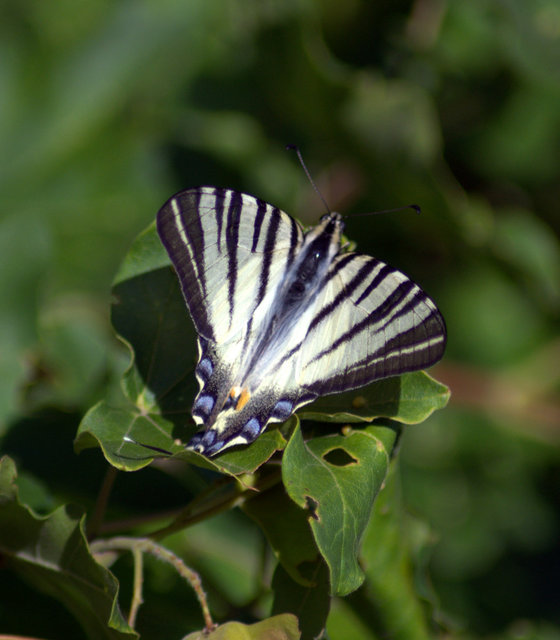 Iphiclides podalirius - kardoslepke