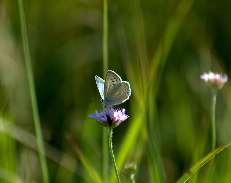 Polyommatus daphnis - csipkés boglárka
