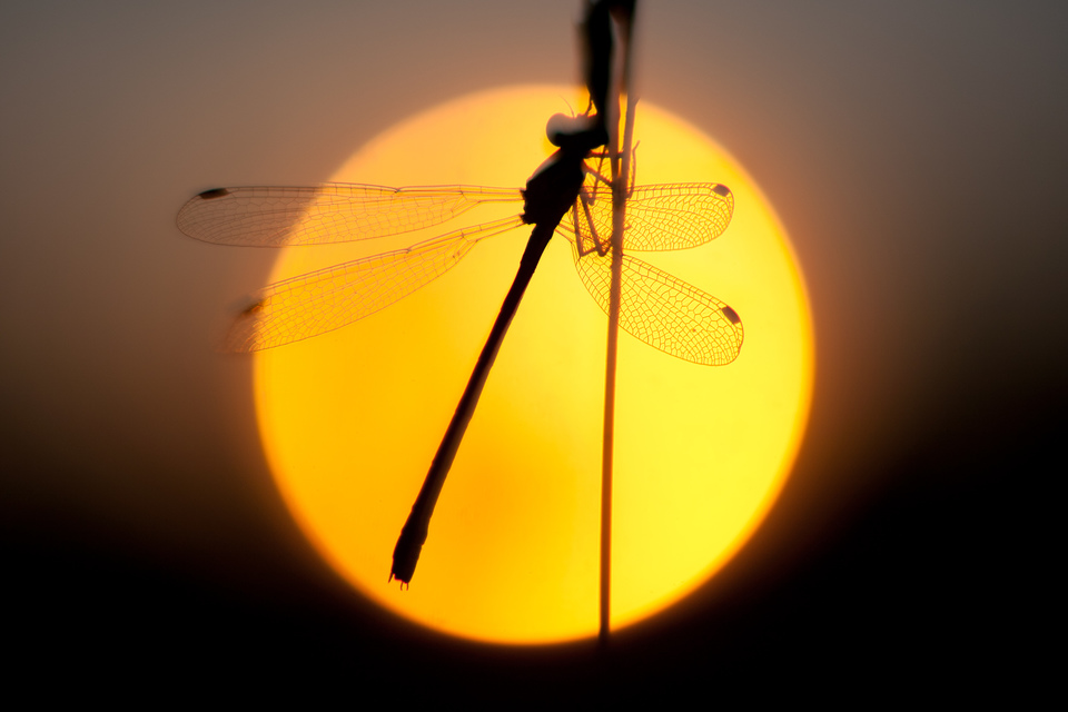 Lestes barbarus - foltosszárnyjegyű rablószitakötő