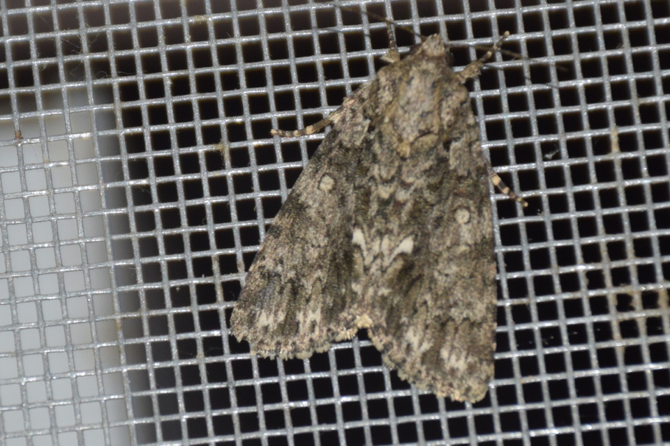 Acronicta rumicis - sóska-szigonyosbagoly