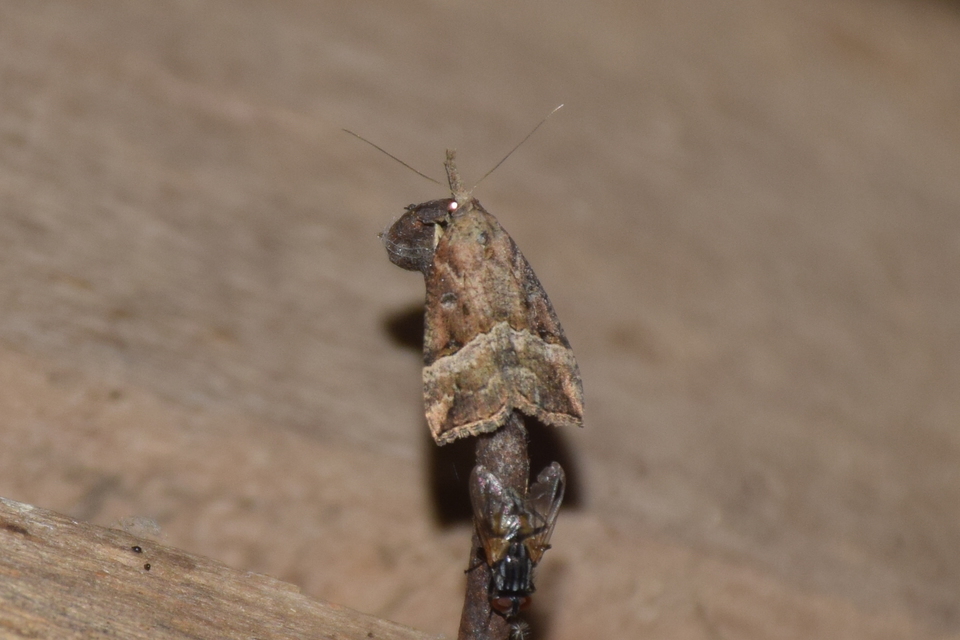 Hypena rostralis - közönséges karcsúbagoly