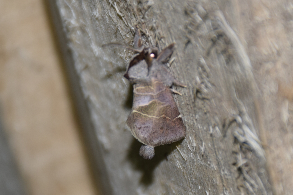 Clostera pigra - apró levélszövő
