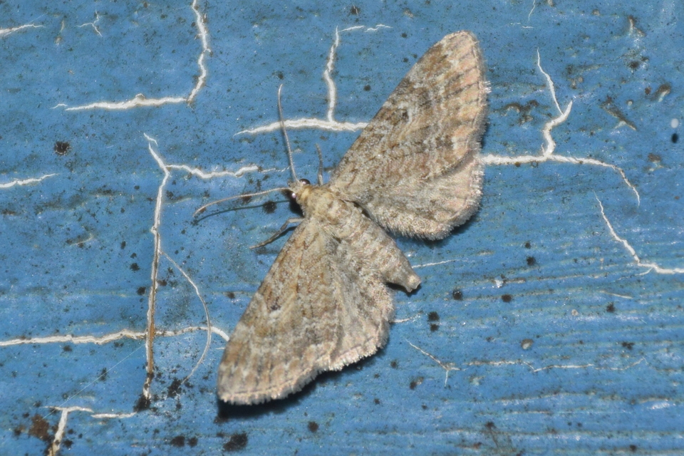 Eupithecia