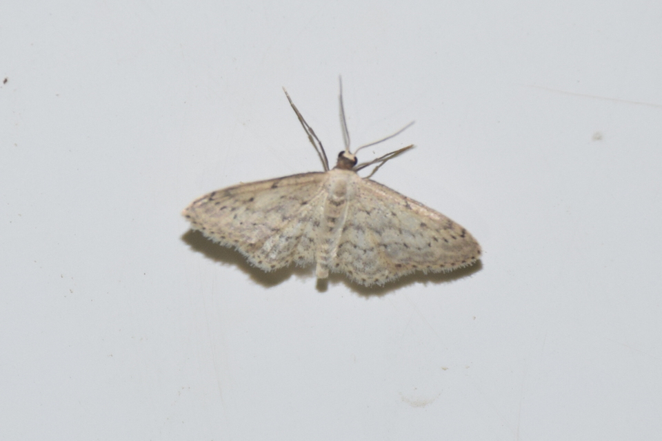 Idaea seriata - szürke apróaraszoló