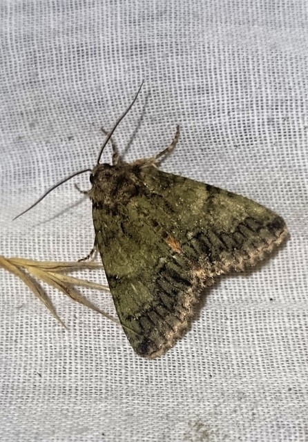 Polyphaenis sericata - selyemfényű erdeibagoly