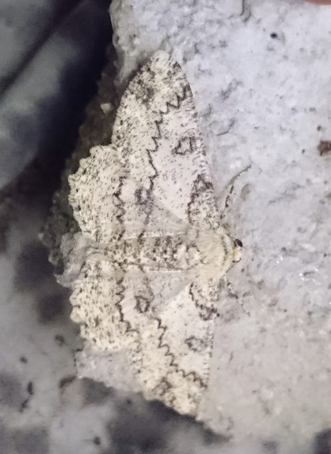Ascotis selenaria - holdas faaraszoló