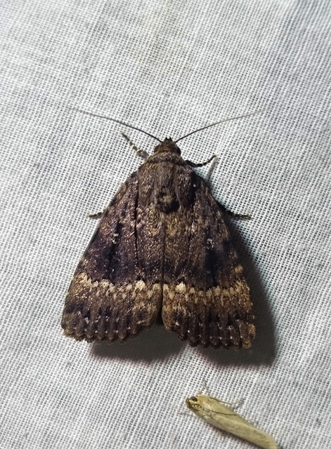 Amphipyra pyramidea - fahéjszínű bagoly