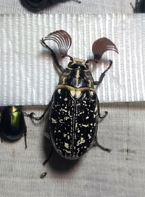 Polyphylla fullo - csapó cserebogár