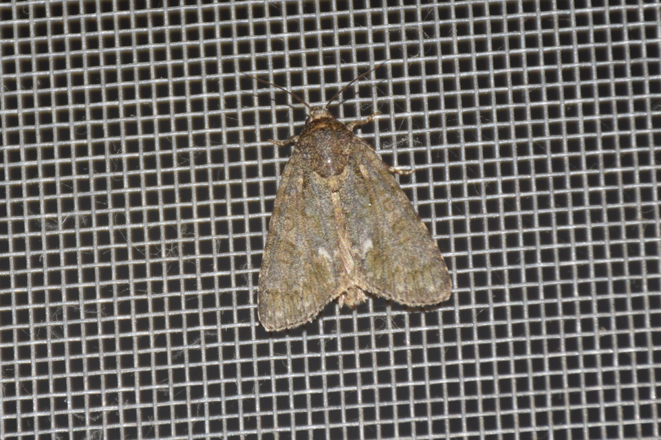 Acronicta rumicis - sóska-szigonyosbagoly