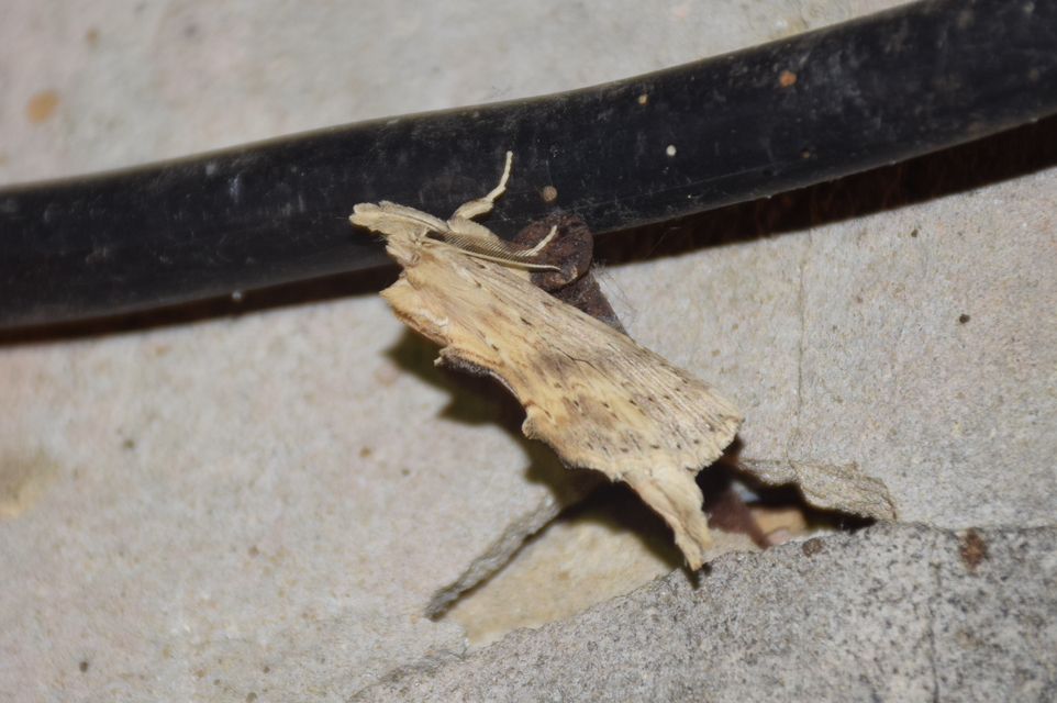 Pterostoma palpina - csőrös púposszövő