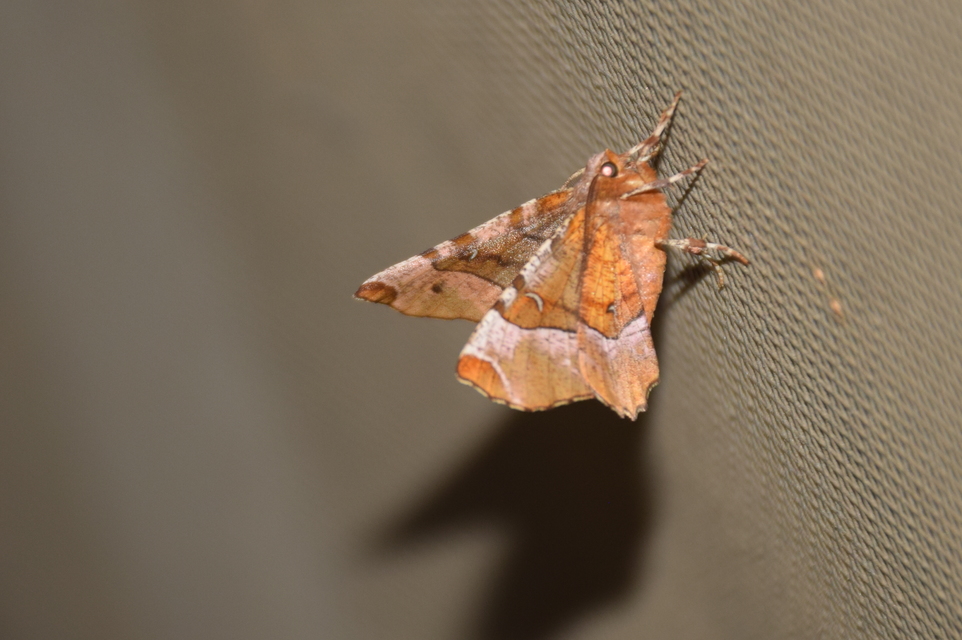 Selenia tetralunaria - négyfoltos holdasaraszoló
