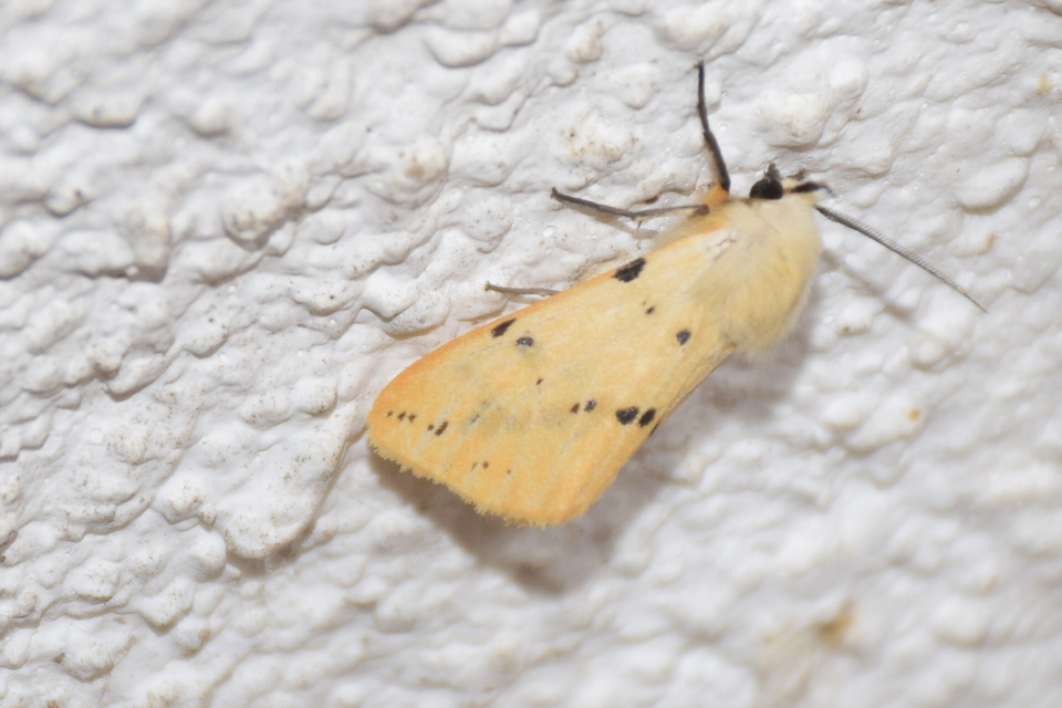 Spilarctia lutea - sárgás medvelepke