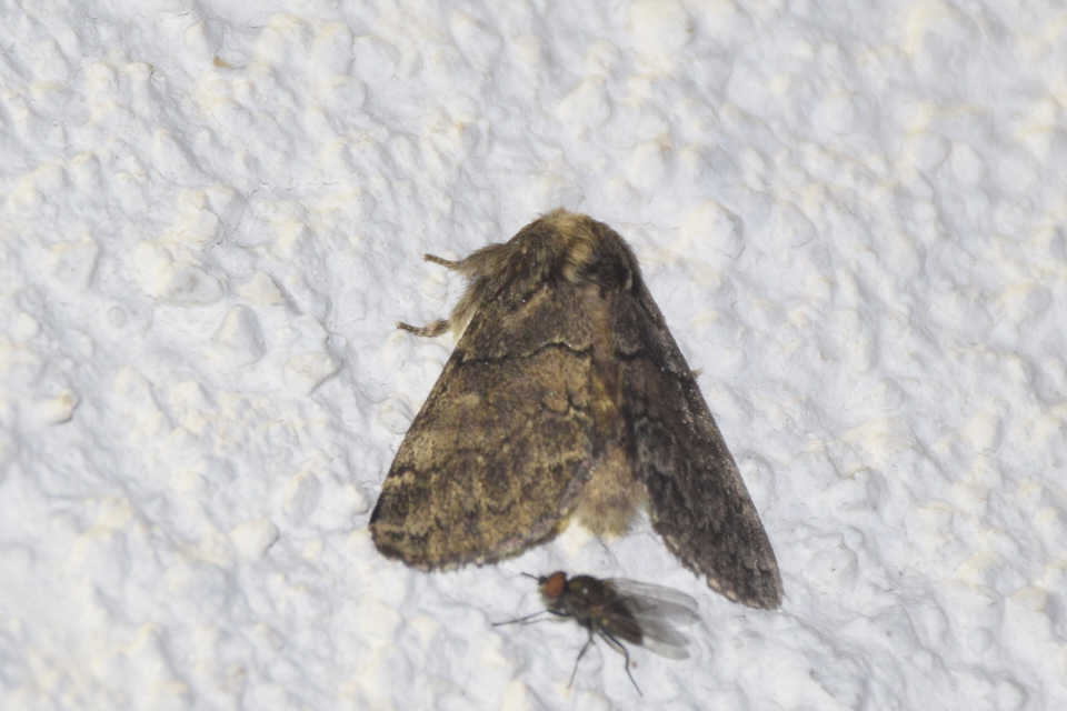Gluphisia crenata - kormos púposszövő