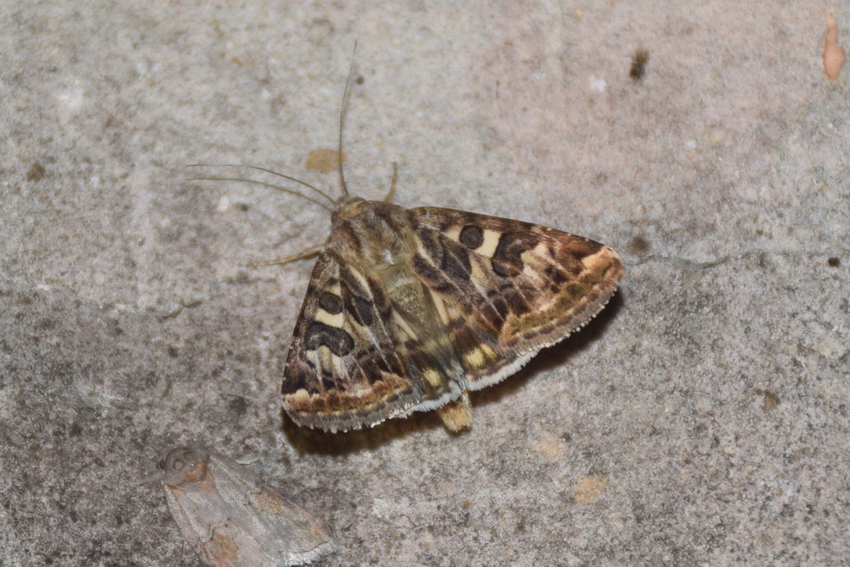 Protoschinia scutosa - tüskéslábú bagoly
