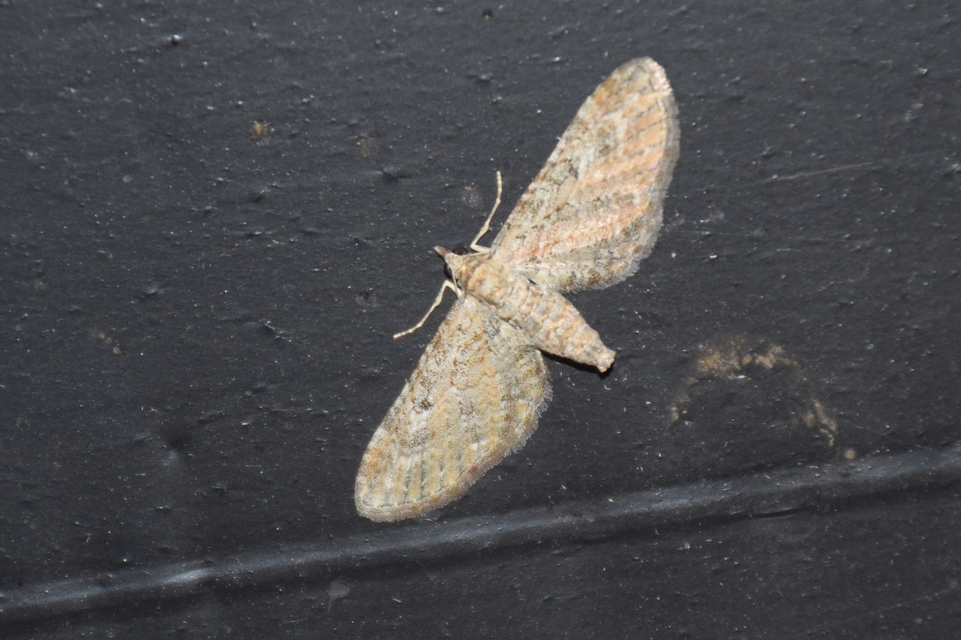 Eupithecia millefoliata - cickafark-törpearaszoló