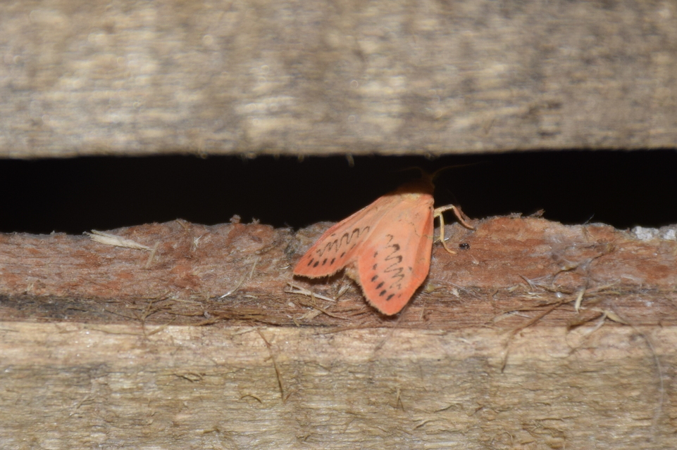 Miltochrista miniata - piros medvelepke