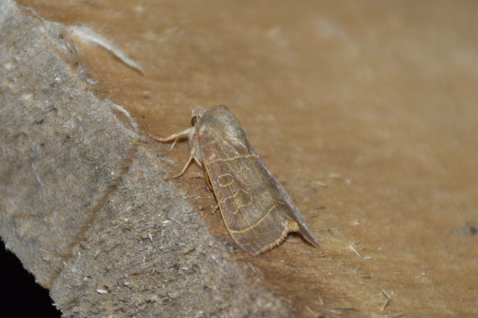 Ipimorpha subtusa - csúcsos nyárfabagoly