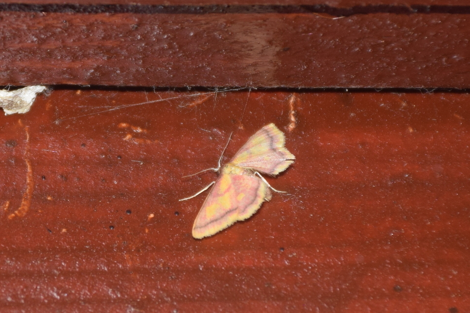 Idaea muricata - mocsári pirosaraszoló