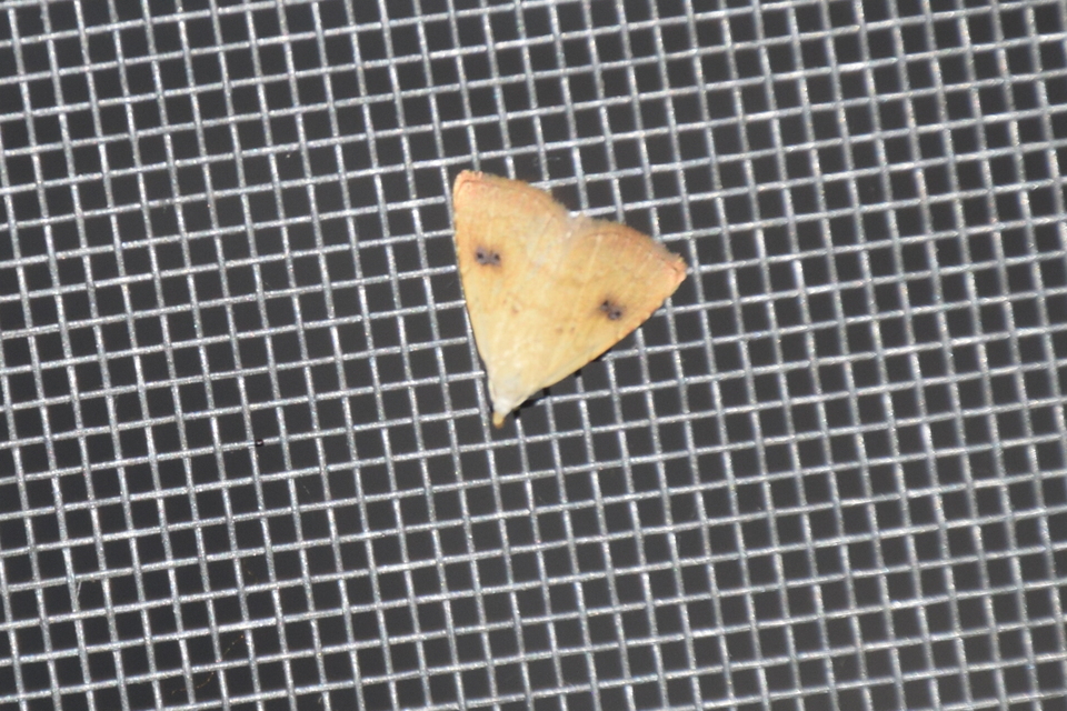 Rivula sericealis - selymes lórombagoly