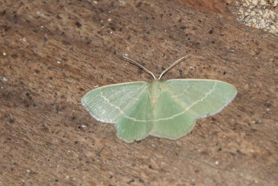 Chlorissa viridata - üdezöld araszoló
