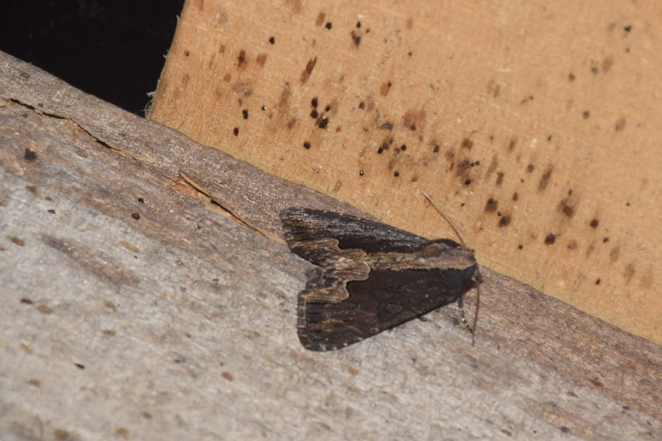 Dypterygia scabriuscula - szurokbarna nyáribagoly