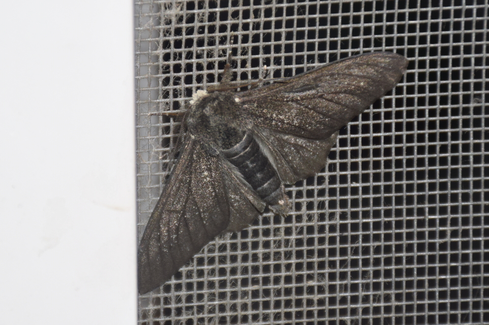Biston betularia - szürkepettyes araszoló
