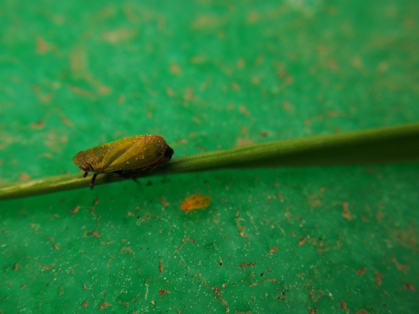 Tettigometra