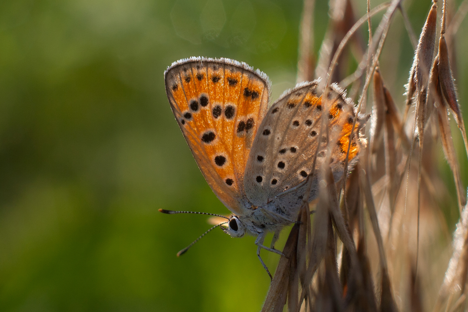 Lycaena thersamon - kis tűzlepke