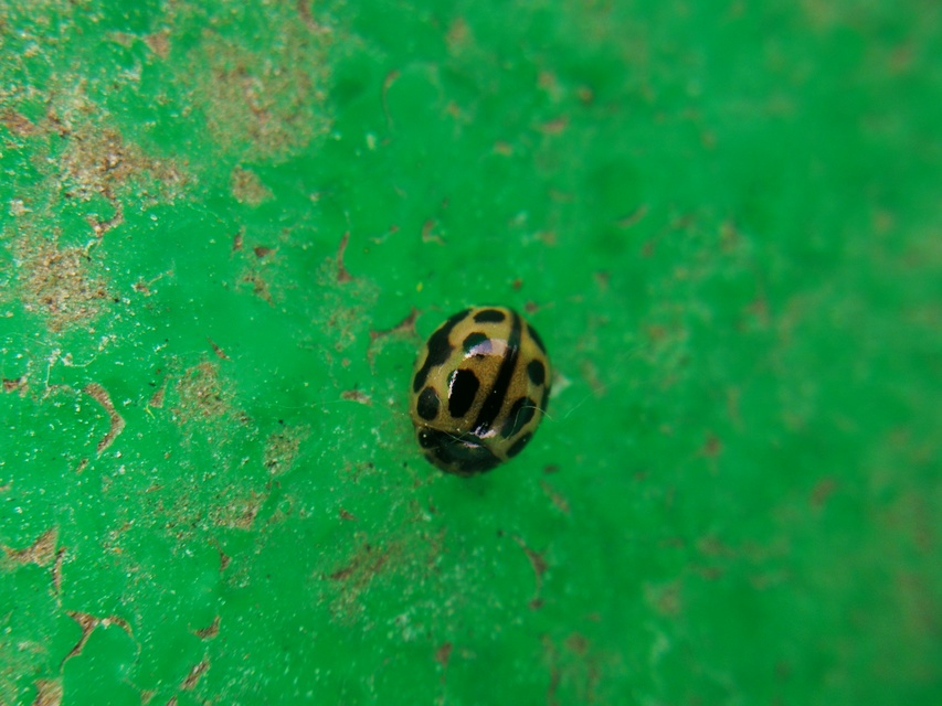Tytthaspis sedecimpunctata - tizenhatpettyes katica