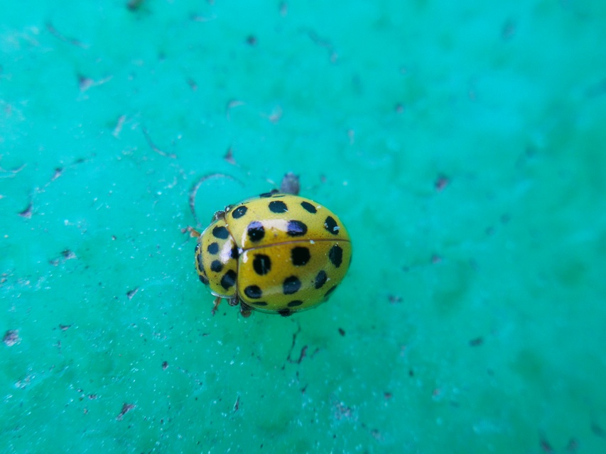 Psyllobora vigintiduopunctata - huszonkétpettyes katica