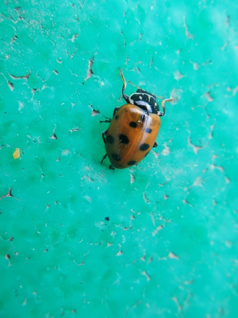 Hippodamia variegata - tizenhárompettyes katica