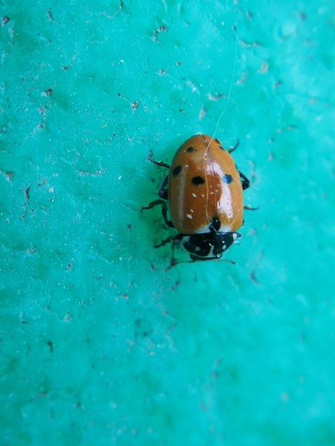 Hippodamia variegata - tizenhárompettyes katica