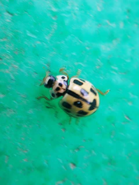 Propylea quatuordecimpunctata - tizennégypettyes füsskata