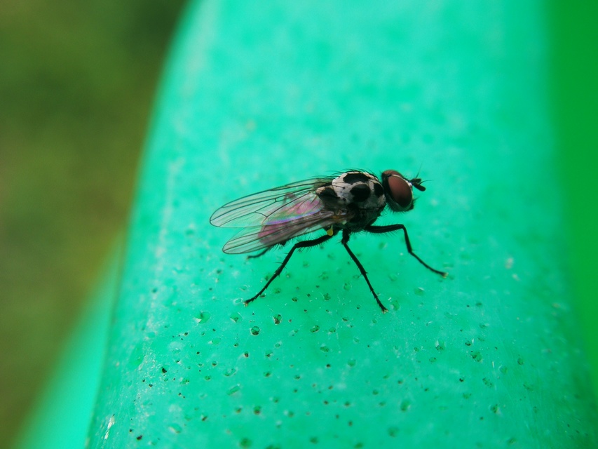 Anthomyia