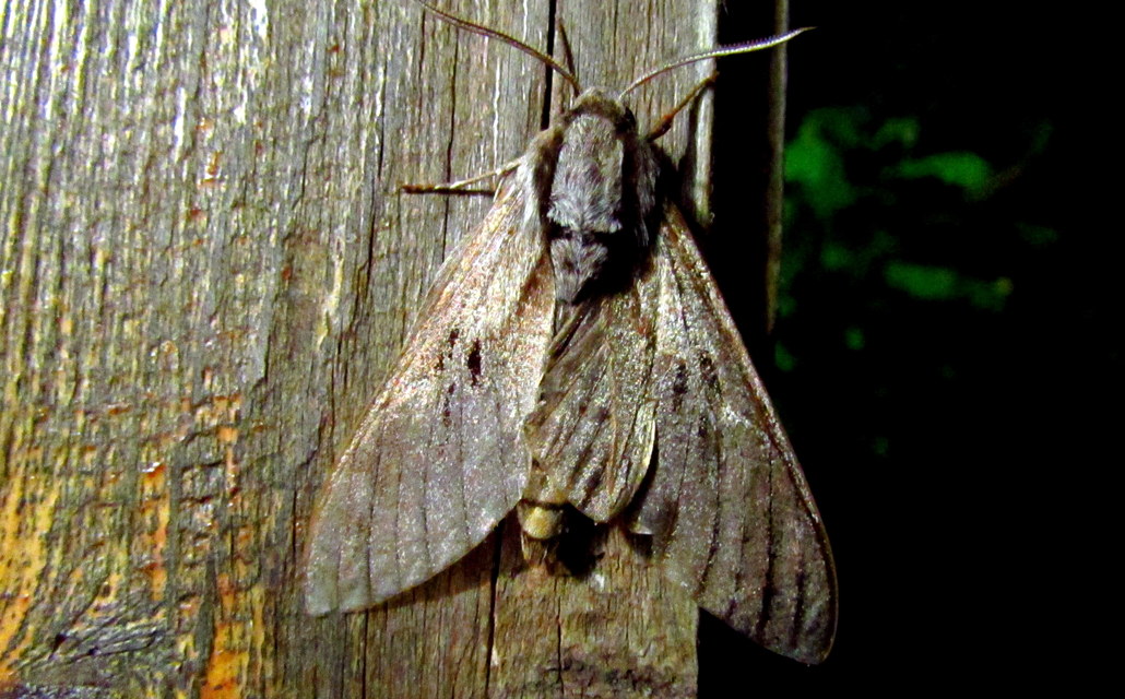 Hyloicus pinastri - fenyőszender