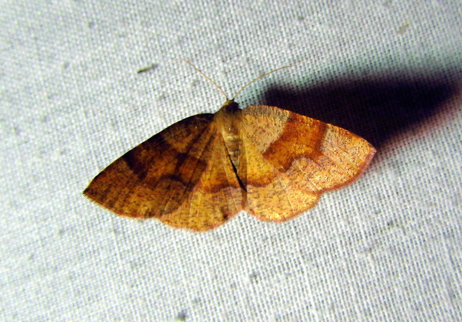 Plagodis pulveraria - szemcsés araszoló