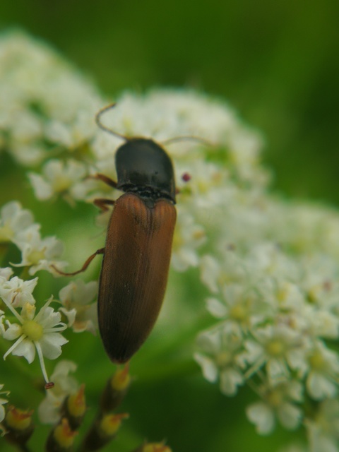 Agriotes ustulatus - mezei pattanó