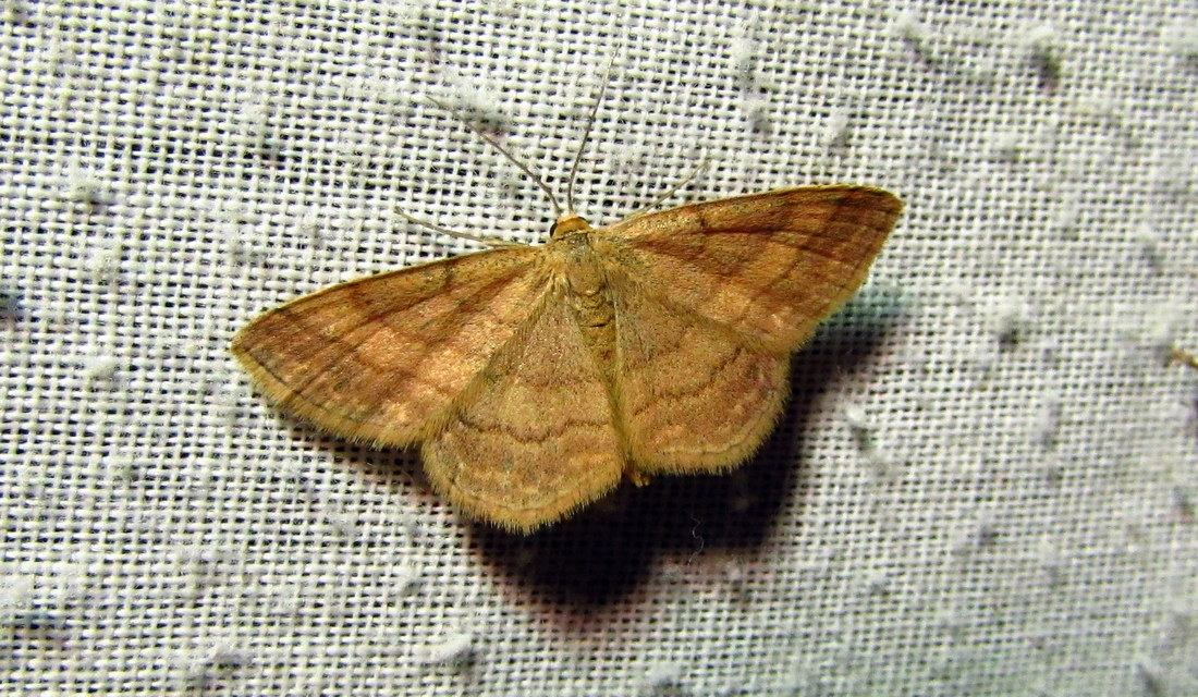 Scopula rubiginata - réti pirosaraszoló