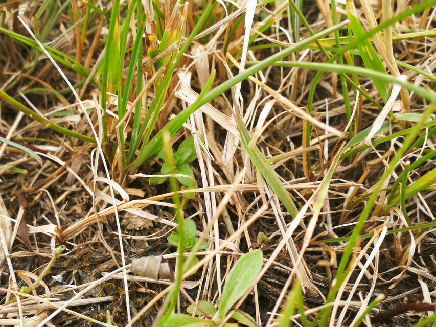 Acrida ungarica - sisakos sáska Acrida ungarica - sisakos sáska