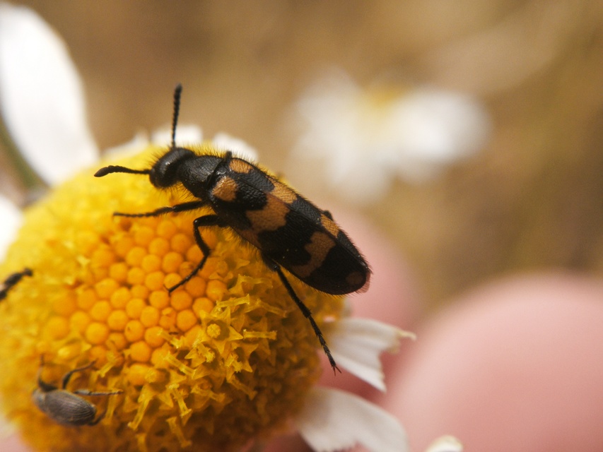 Mylabris pannonica - pannon hólyaghúzó Mylabris pannonica - pannon hólyaghúzó